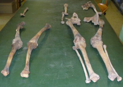 Ein Skelett, das in einem Grab der alten Michaelskirche gefunden wurde